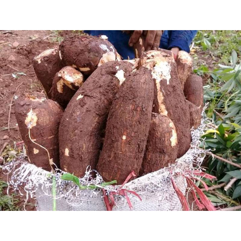 

Singkong Segar Pulen 1kg