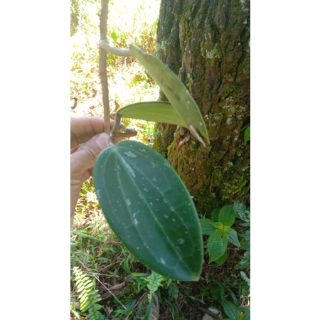hoya macrophylla/hoya/sirih purba