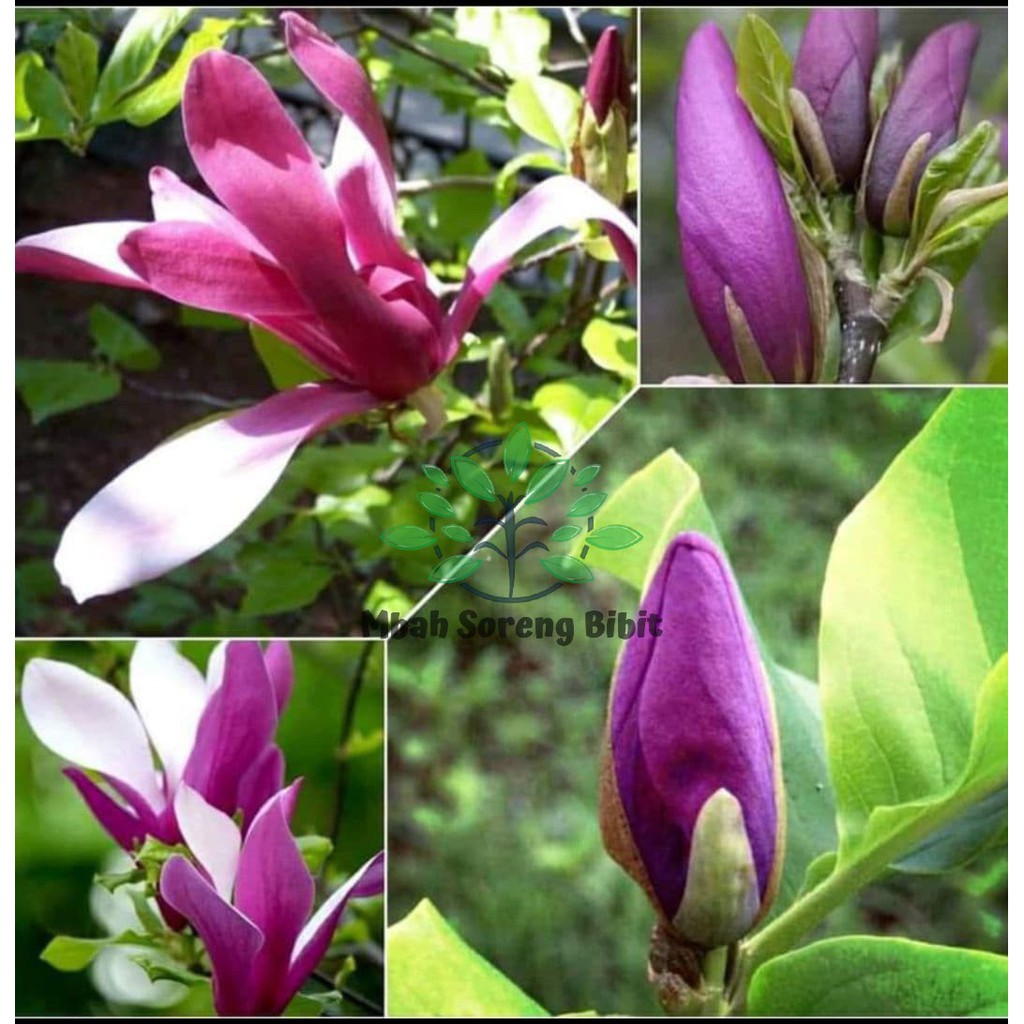 Bibit Bunga Kantil Ungu