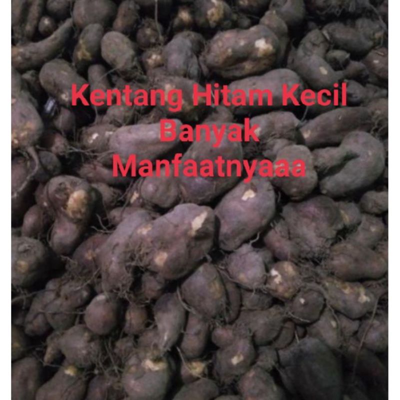 

Kentang Hitam Kemasan 1kg