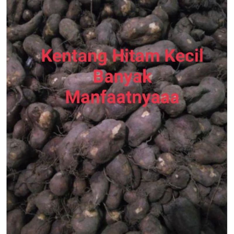 Kentang Hitam Kemasan 1kg