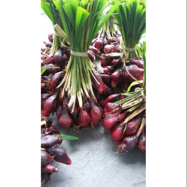 

Bawang dayak segar