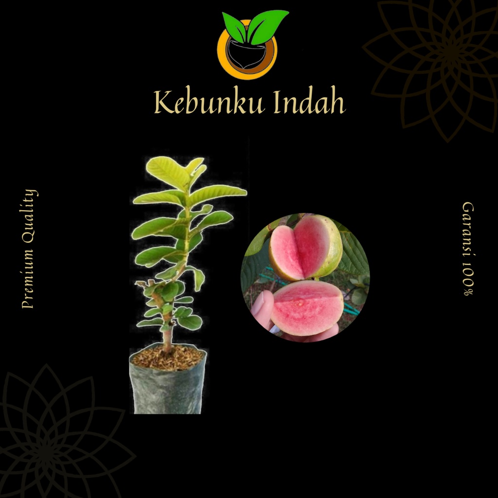 Bibit Jambu Biji Kristal Merah Tanpa Biji Renyah Cangkok Cepat Berbuah