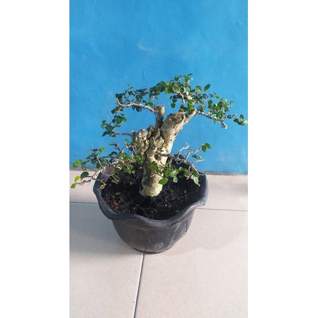 bonsai mame serut siap pajang