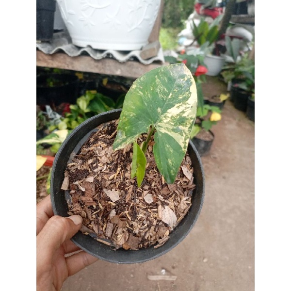Syngonium VARIEGATA Kuning