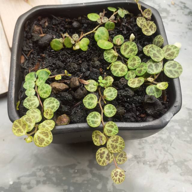 String of turtle pot 8cm