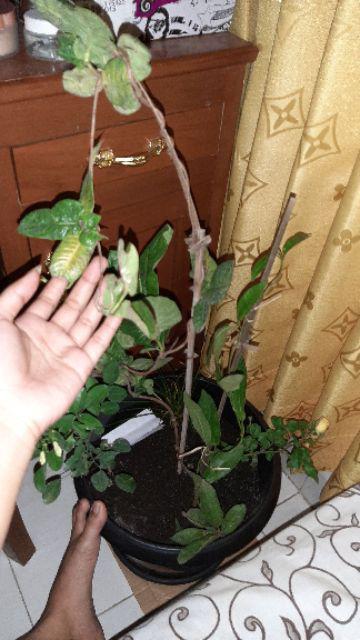 Tanaman Mandevilla Pink