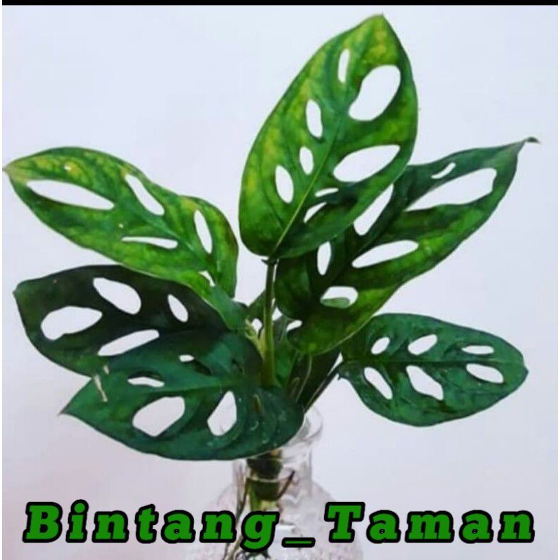 Tanaman hias monstera janda bolong-monstera janda bolong