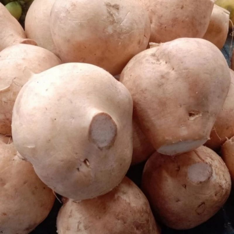 

Bengkoang Berat 1 kg (Pengiriman Medan)
