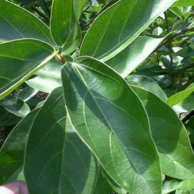 

DAUN CINCAU HIJAU SEGAR 500 GRAM