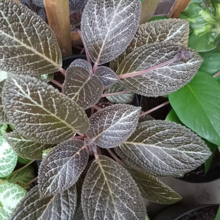 

Star Episcia coklat elegant