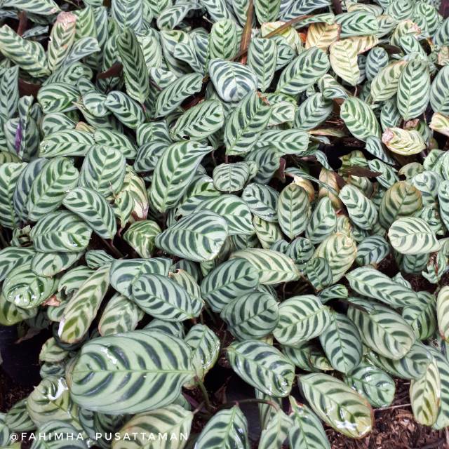 Tanaman Indoor Calathea Sepat  Shopee Indonesia