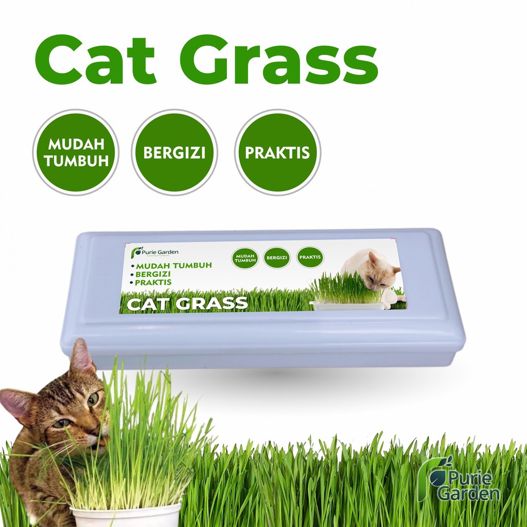 Paket Cat Grass Microgreen Rumput Gandum Kucing PG KDR