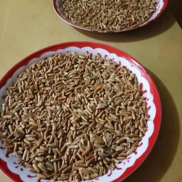 Ju4L Benih Bibit Kurma H1 Original Thailand Buah Merah