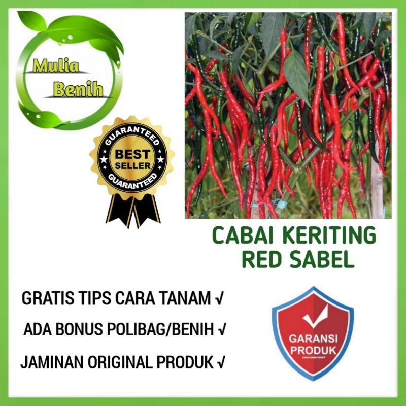 50 Biji - Benih Cabe Cabai Keriting Unggul -GALIH F1 bibit unggul tahan penyakit cabe/cabai kriting