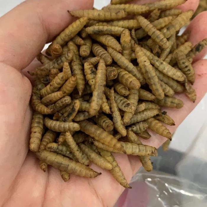 

Eksklusif LARVA MAGGOT BSF KERING OVEN 1KG PAKAN IKAN HIAS, REPTILE, BURUNG, DSB Berkualitas