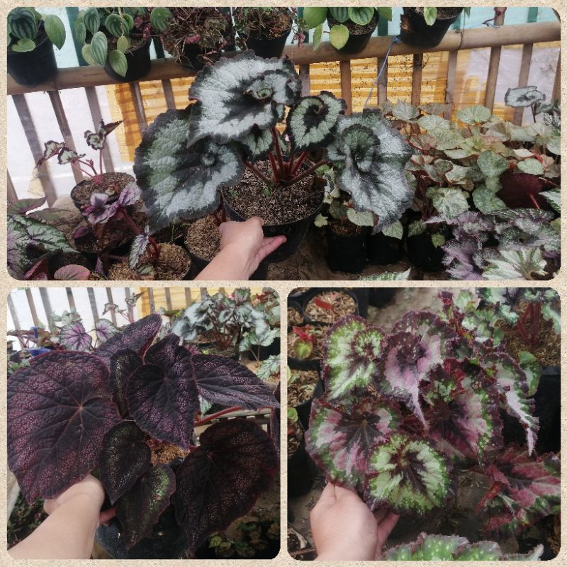 Edisi Khusus Paket 3 Begonia