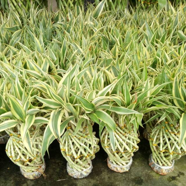 Bambu rejeki vas varigata