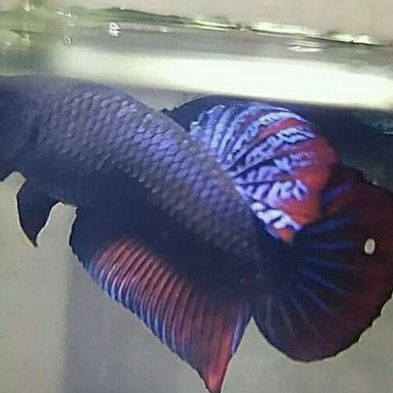 cupang aduan female mds full telur