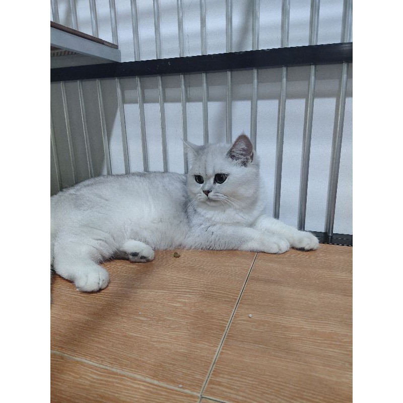 Pelunasan BSH Silver