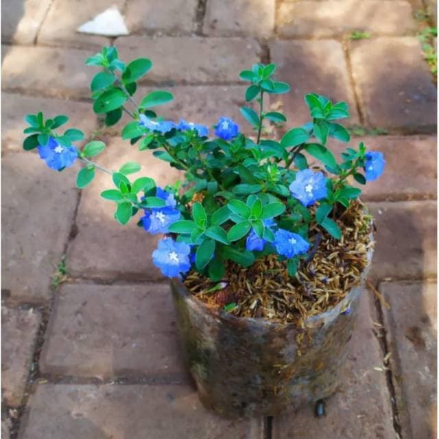 tanaman hias cantik mata biru , blue eye