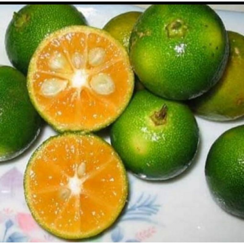Bibit jeruk kasturi/lemon cui(jeruk peras)