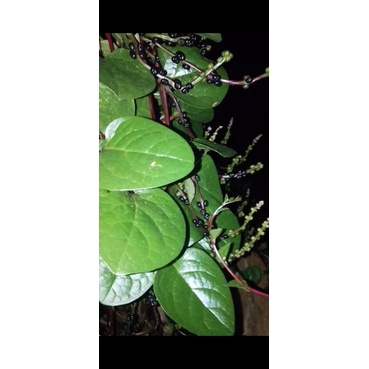 

Buah binahong