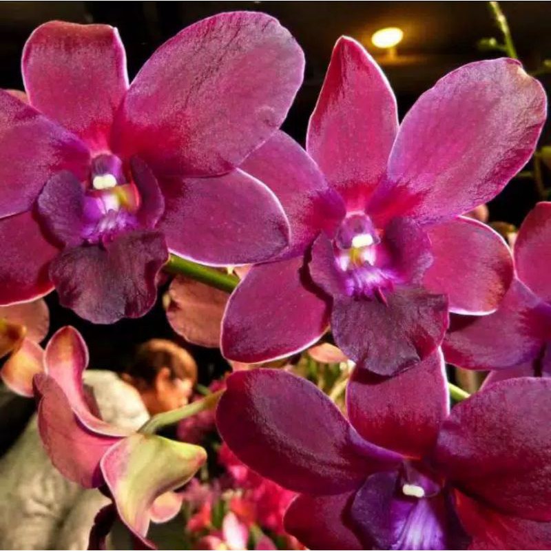 Seedling Anggrek Dendrobium Mangosten - Anggrek Dendrobium - Bibit Anggrek Dendrobium - Anggrek Dend