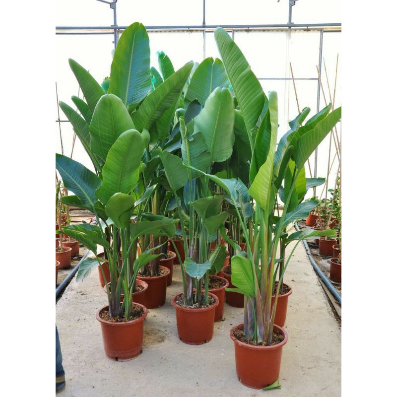 Tanaman hias pohon pisang kipas - POHON PISANG KIPAS