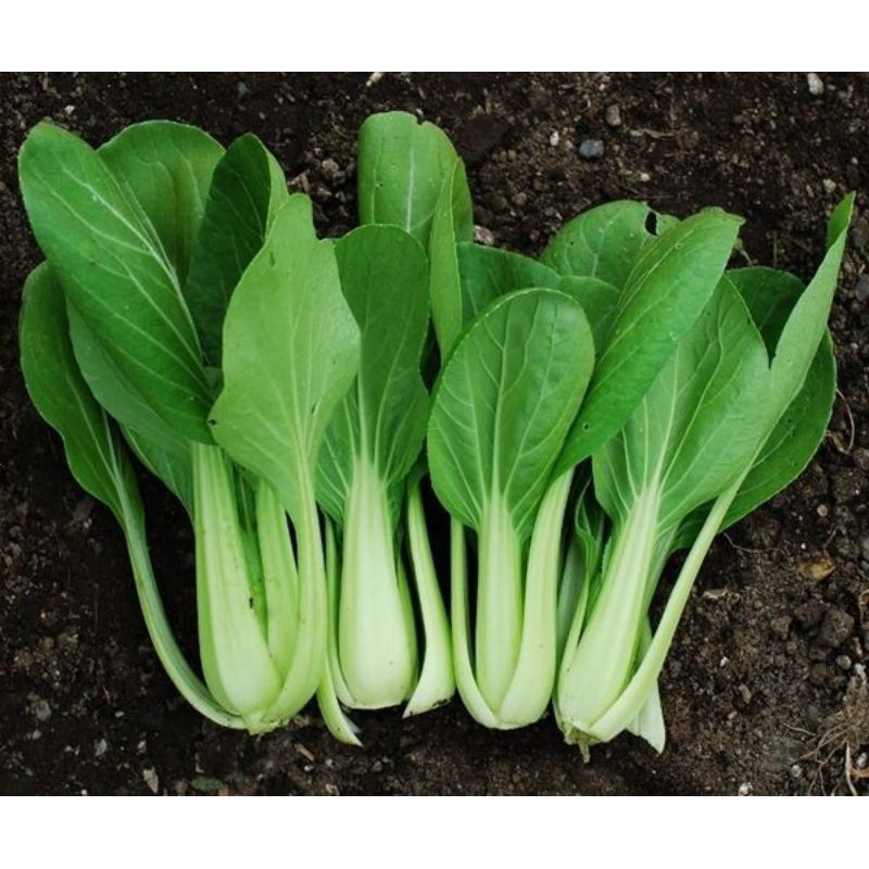 

sawi pokcoy 200gr / sayur segar bogor
