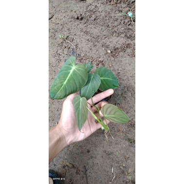 tanaman/philodendron micans/tanaman hias philodendron micans/