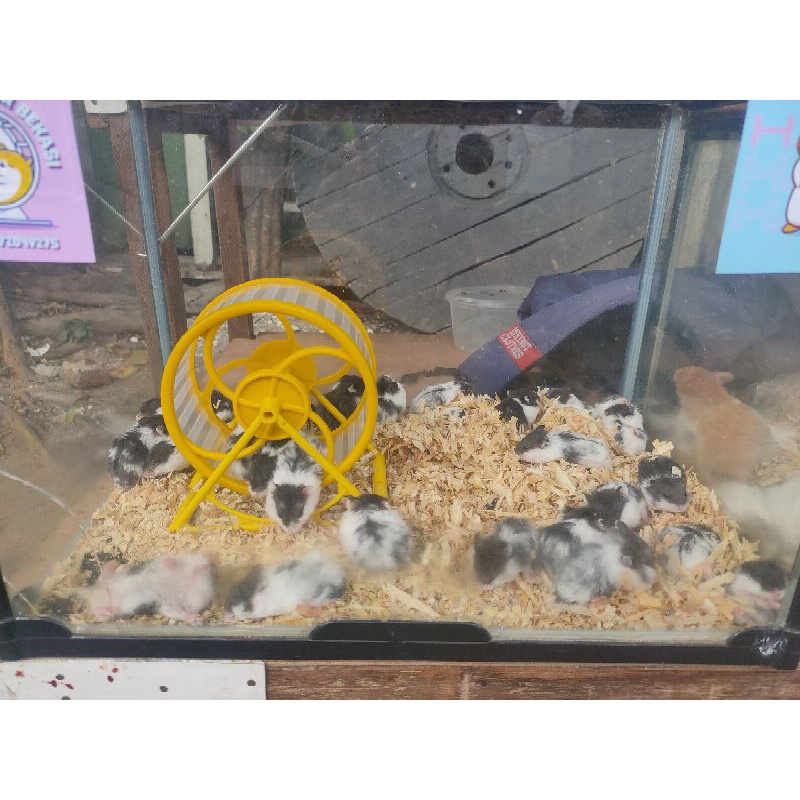 hamster Campbell panda