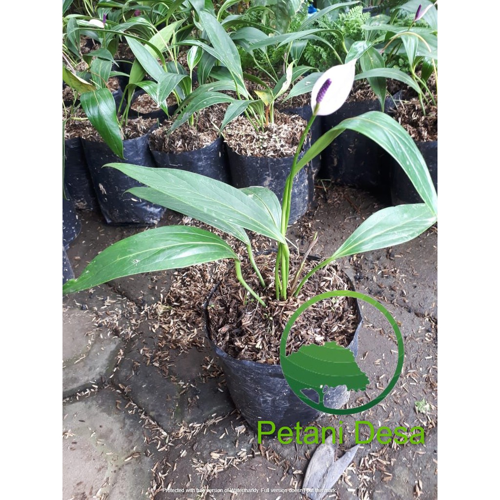 Anthurium Cavalli Purple - Anthurium Bunga Ungu