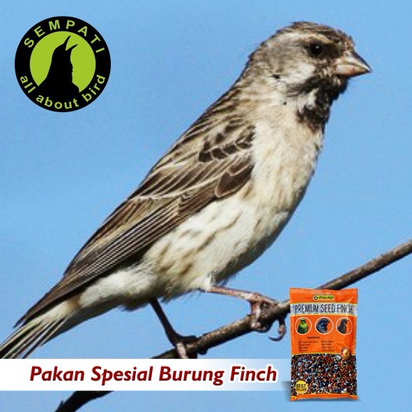 Pakan Burung Finch Premium Seed 500gr Fumayin Nutribird Shopee