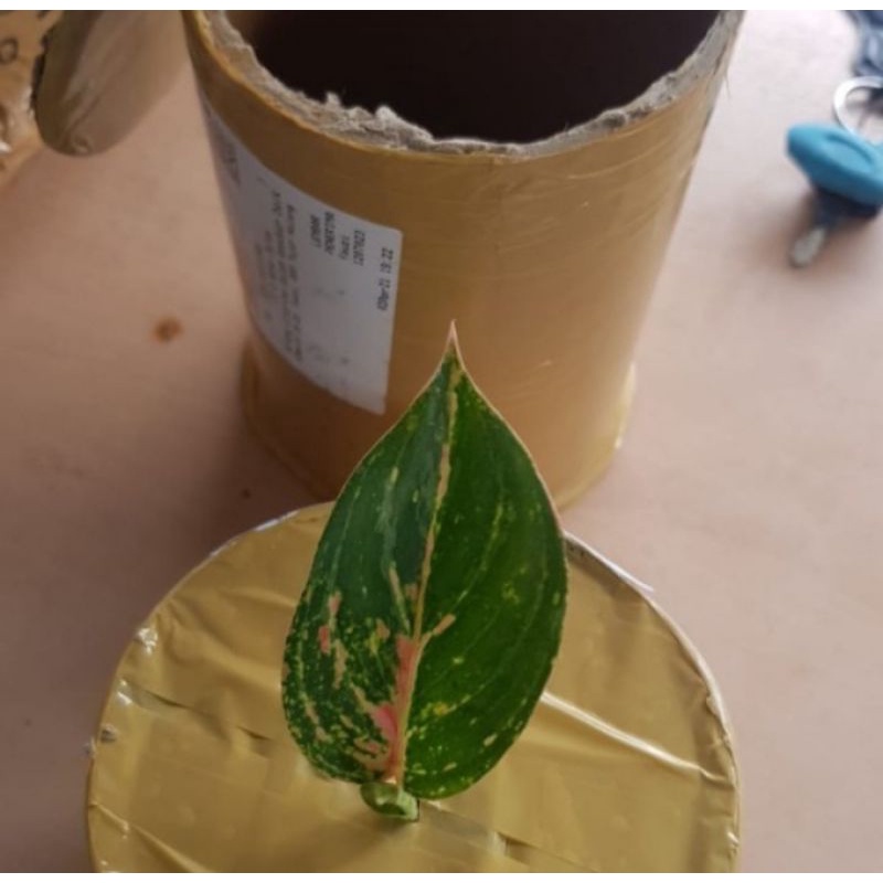 Baby aglonema bidadari - Aglonema Bidadari