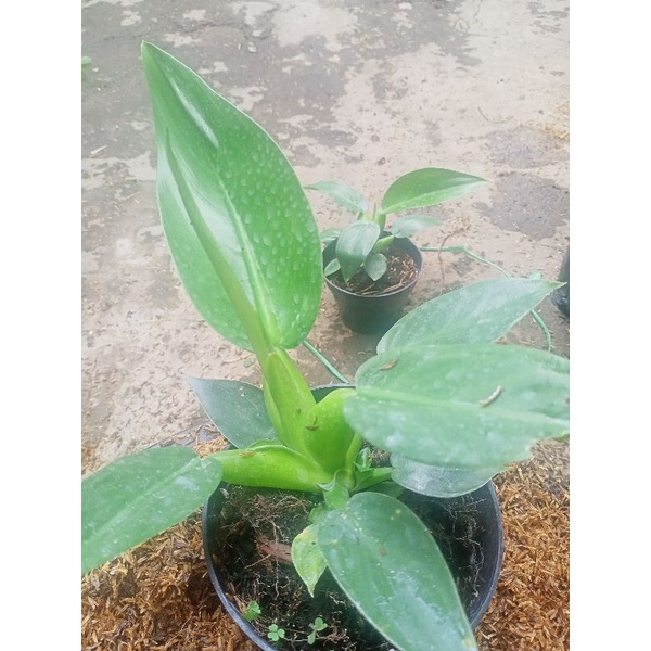 tanaman bibit pilo katak