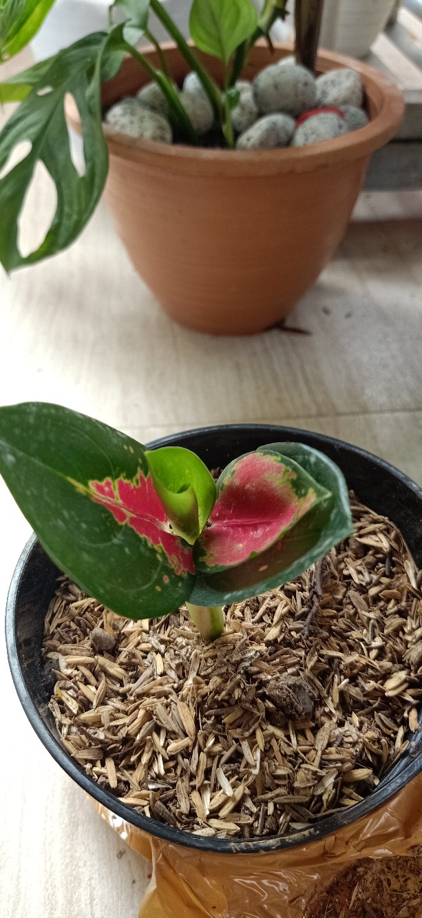 Aglonema Suksom Jaipong Anakan