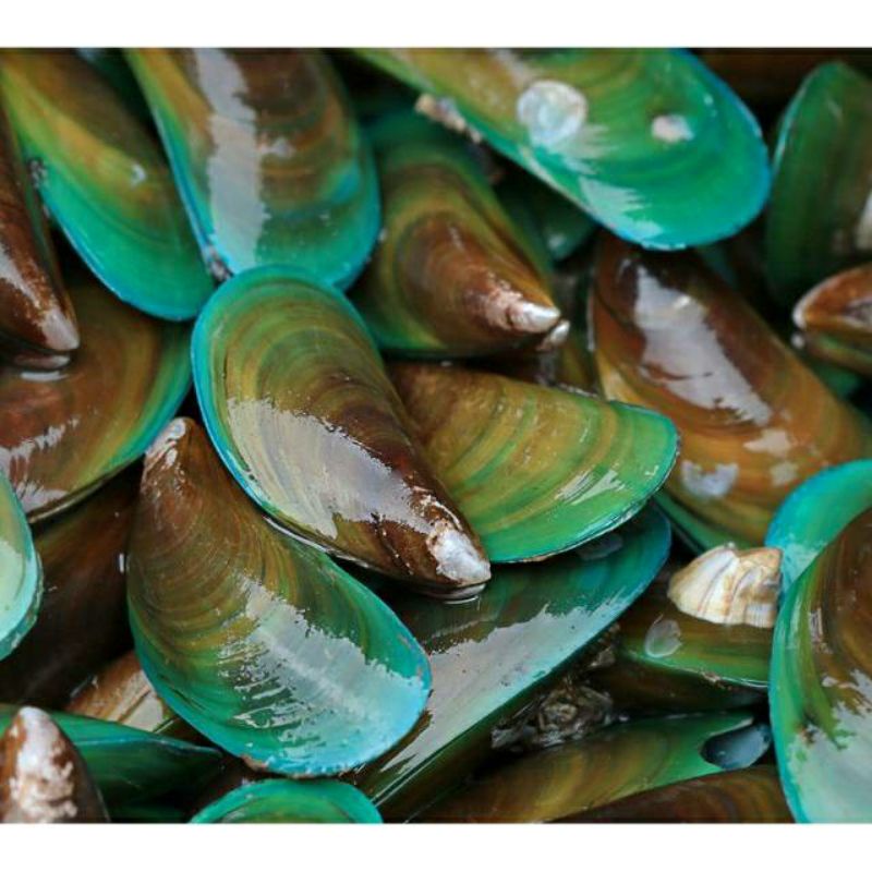 

kerang hijau segar fresh berkualitas 1kg