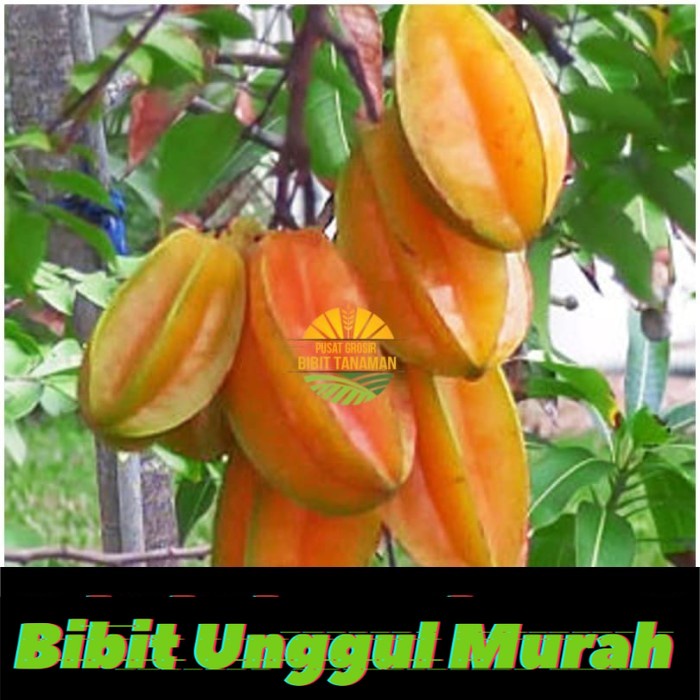 Bibit Buah Belimbing Bangkok Merah