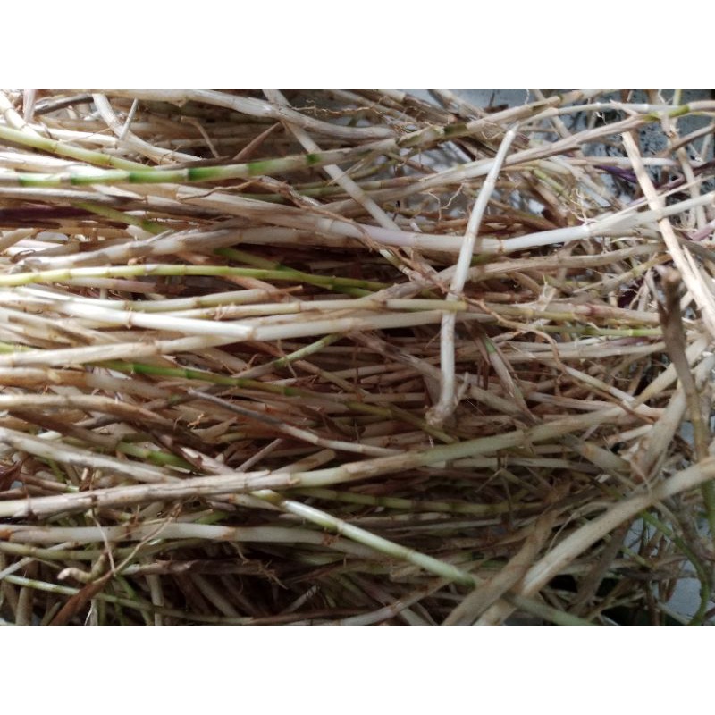 

Akar alang alang segar 100 gram
