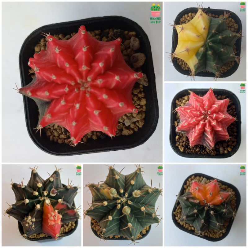 [Free Gift] Kaktus Miha Hybrid Varigata | Miha Varigata | Gymnocalycium Mihanovichii