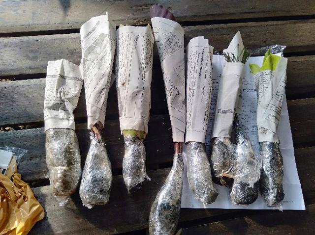 Tanaman Hias Spesial Paket Calathea - Kalatea Silverplat,gr.lipstik,ornata,makoyana
