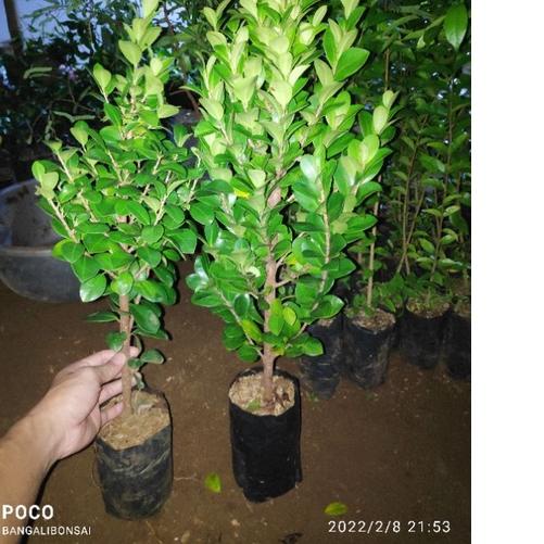 Siap Kirim 4.4 Bahan bonsai beringin kompakta / Bibit beringin compacta [KODE PRODUK 251]