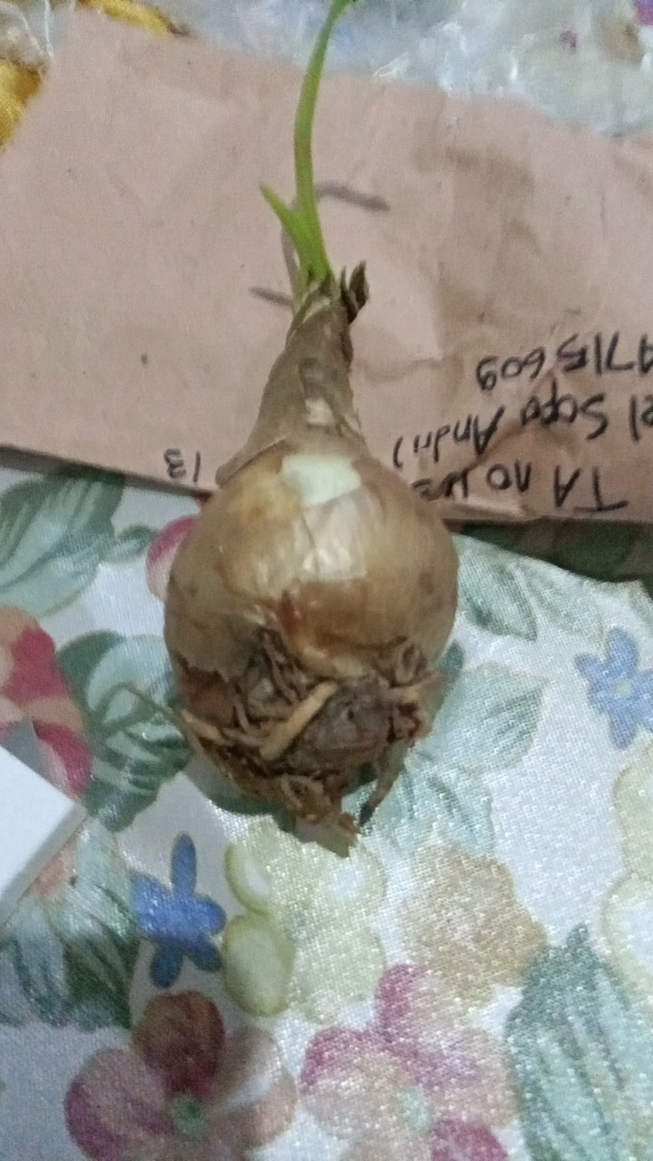 1 Umbi Lily Asiatic Blue Desert Impor, Stok Terbatas