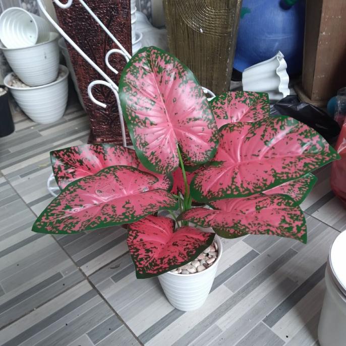 pohon keladi plastik, pohon plastik keladi merah, tanaman plastik.