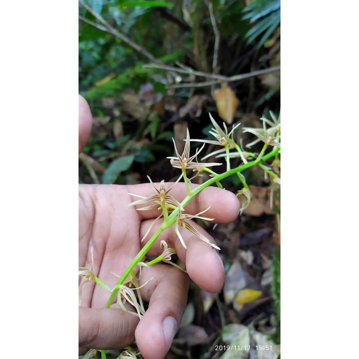 Bulbophyllum farinulentum