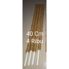 P40Cm//Grosir & Suplaiyer Turus Ajir Stik Batang Penyangga Penegak Rambatan Tanaman Hias Sirih Janda