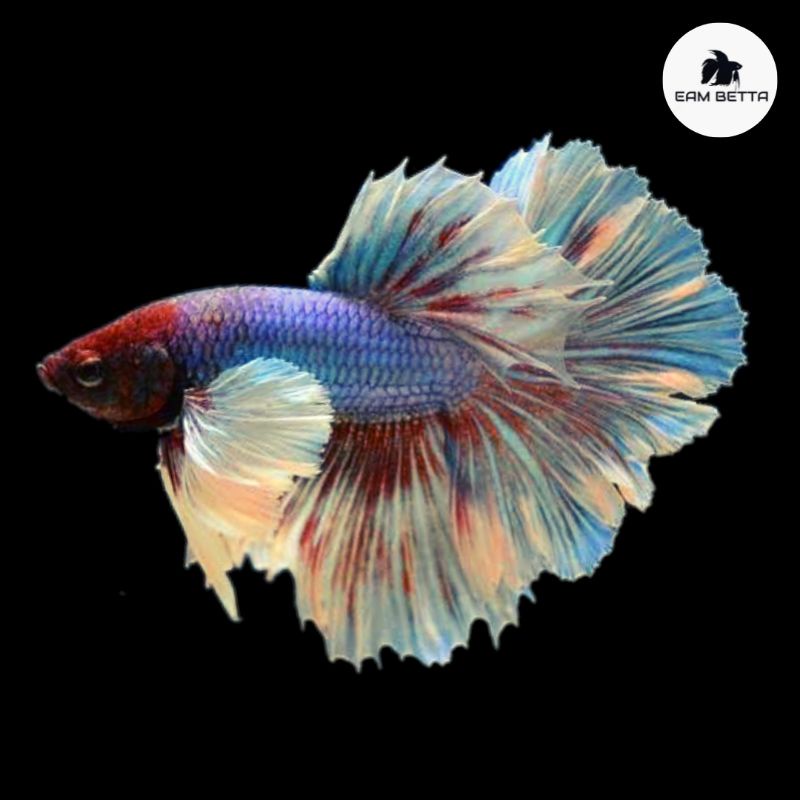 Ikan Cupang Halfmoon Big Ear Dumbo Ear Kuping Gajah Besar