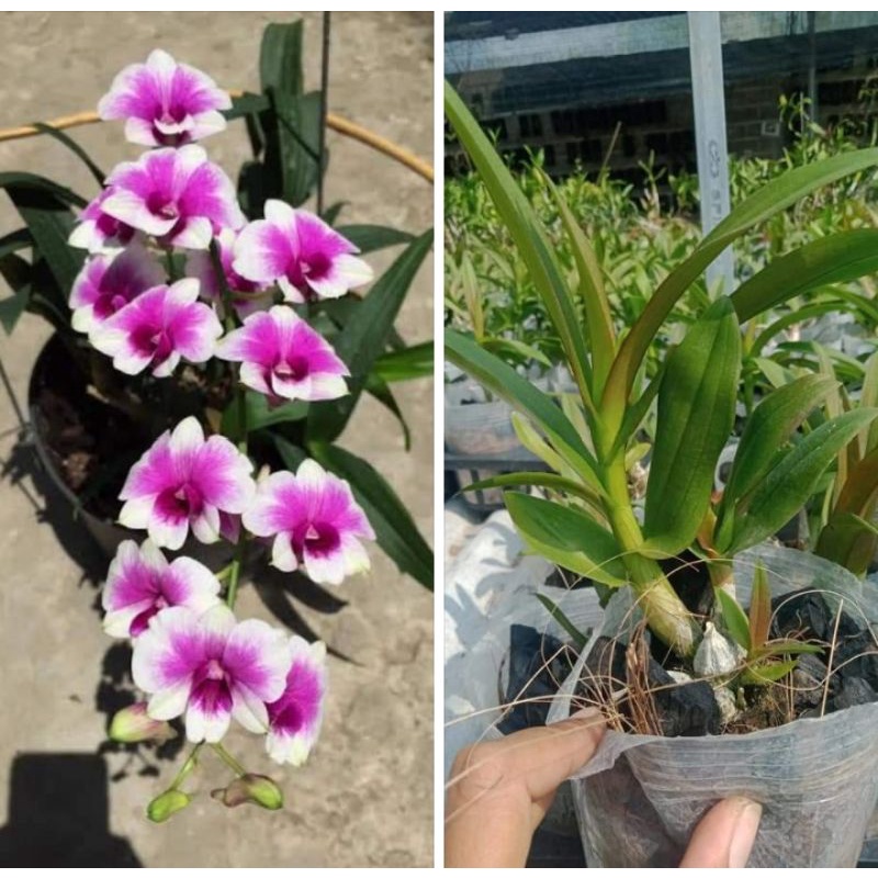 dendro mini Yaya compactum