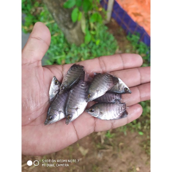 bibit gurame soang